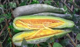 最新百万网红吃瓜,揭秘娱乐圈最新吃瓜盛宴！